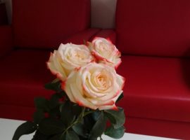 Ruže za stručnjakinje iz Savetovališta i poštovanje za volontere