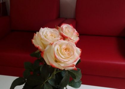 Ruže za stručnjakinje iz Savetovališta i poštovanje za volontere